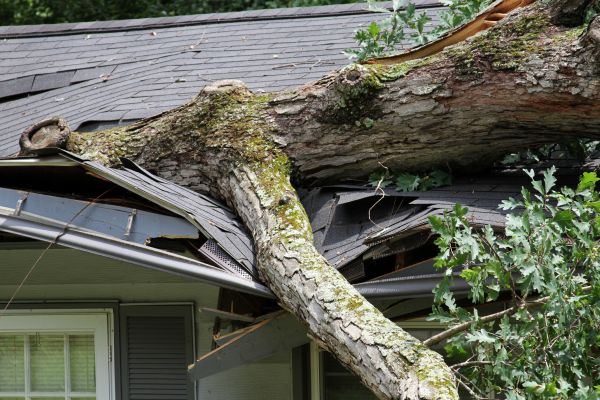 Storm Remediation in Gainesville